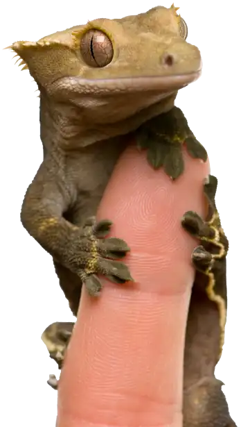 Gecko climbing finger