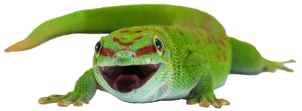 Green smiling gecko