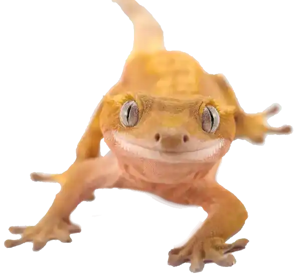 Yellow gecko