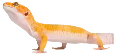 Yellow gecko looking up