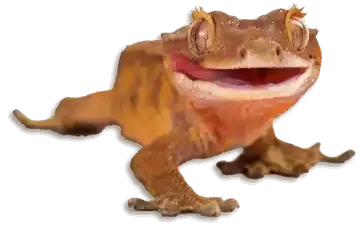 Crested lip gecko