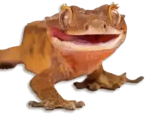 Crested lipped gecko